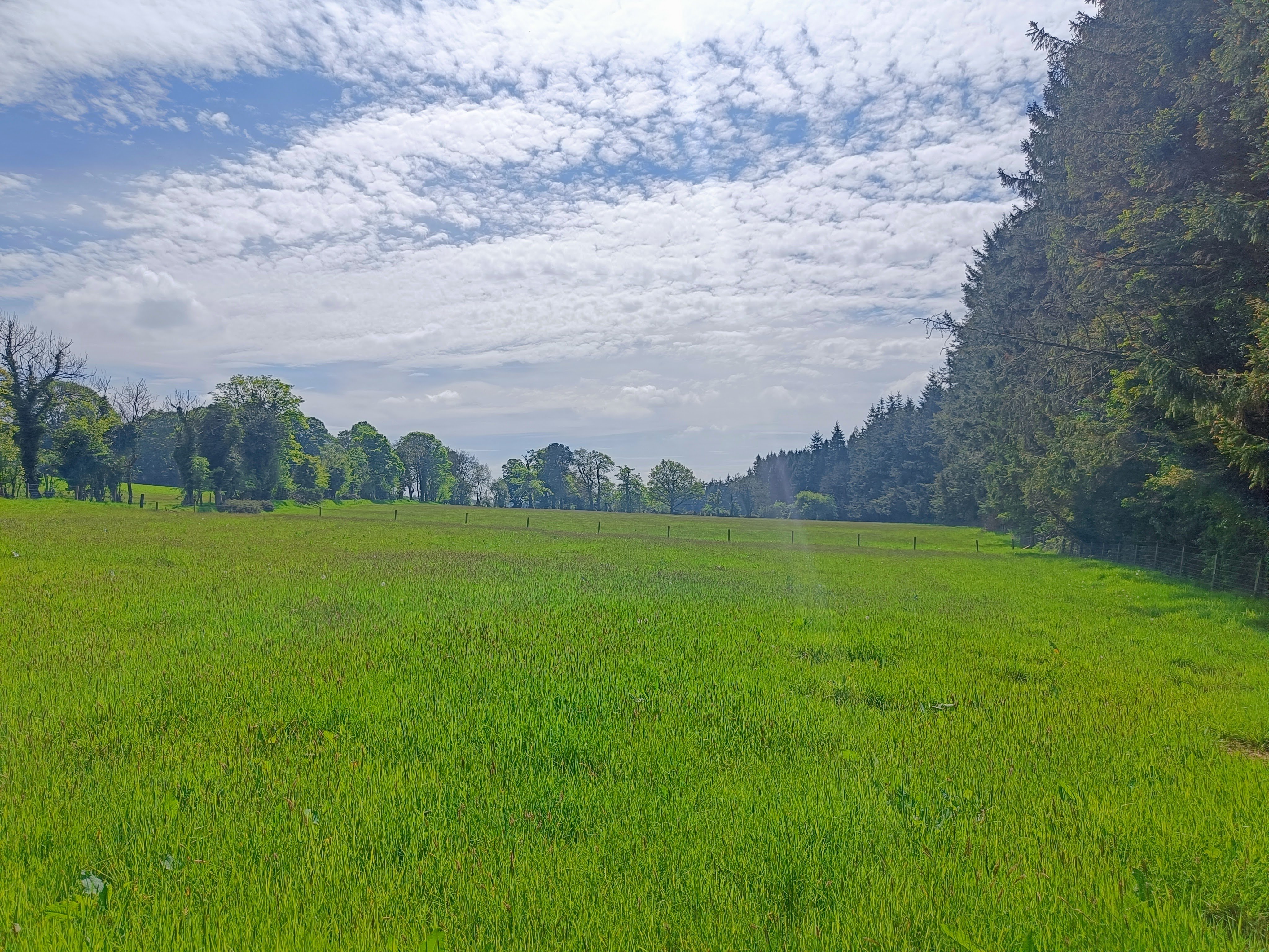 The meadow in spring before the Yellow Rattle began to flourish