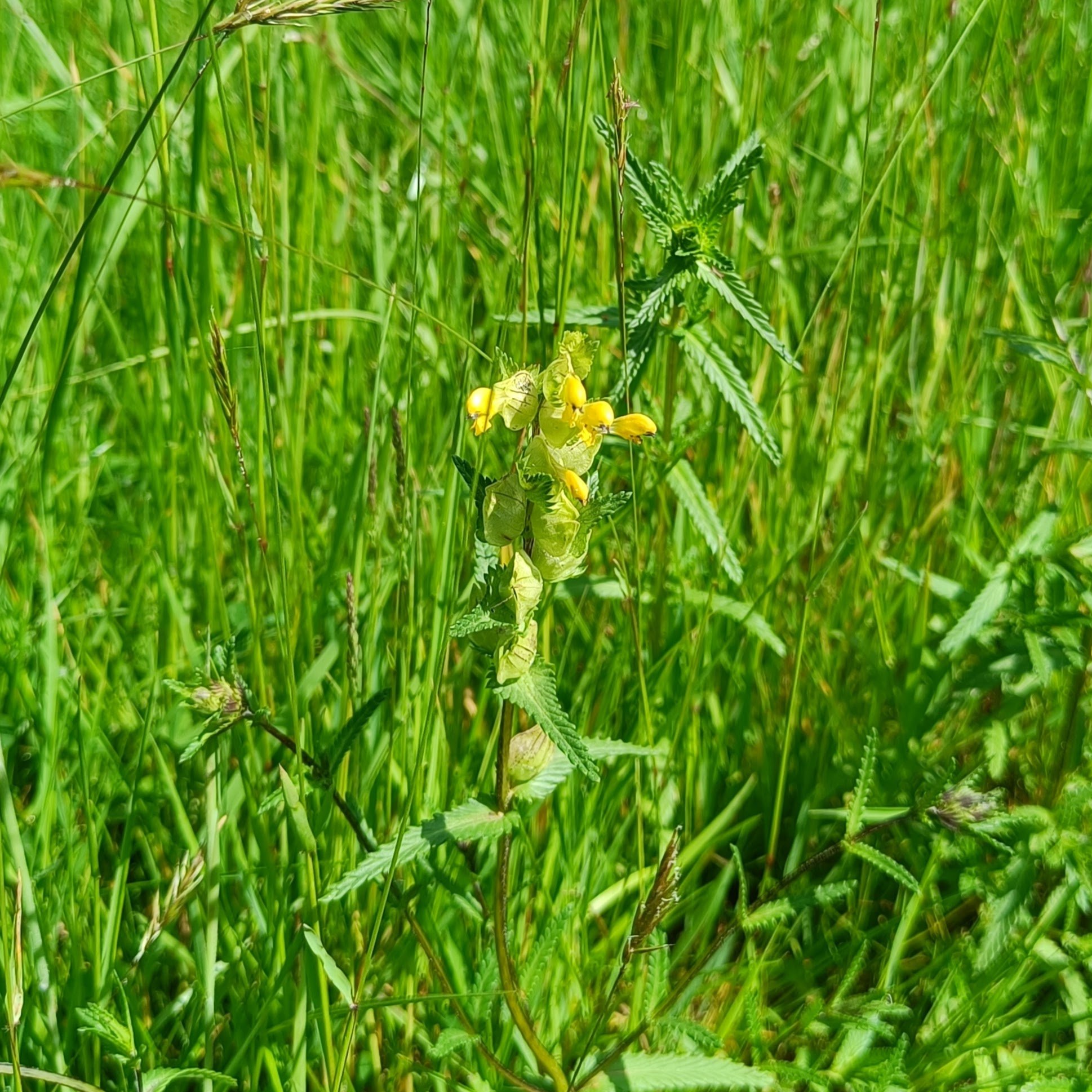 Yellow Rattle in flower