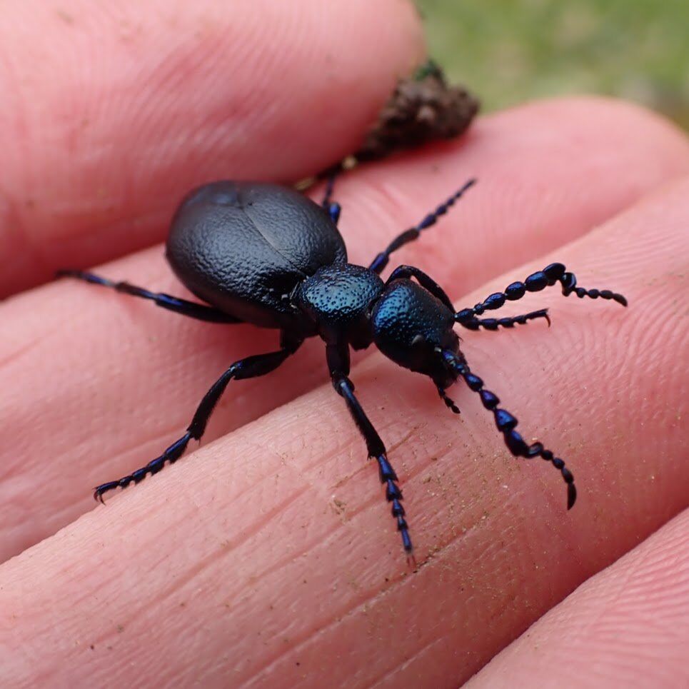 black oil beetle