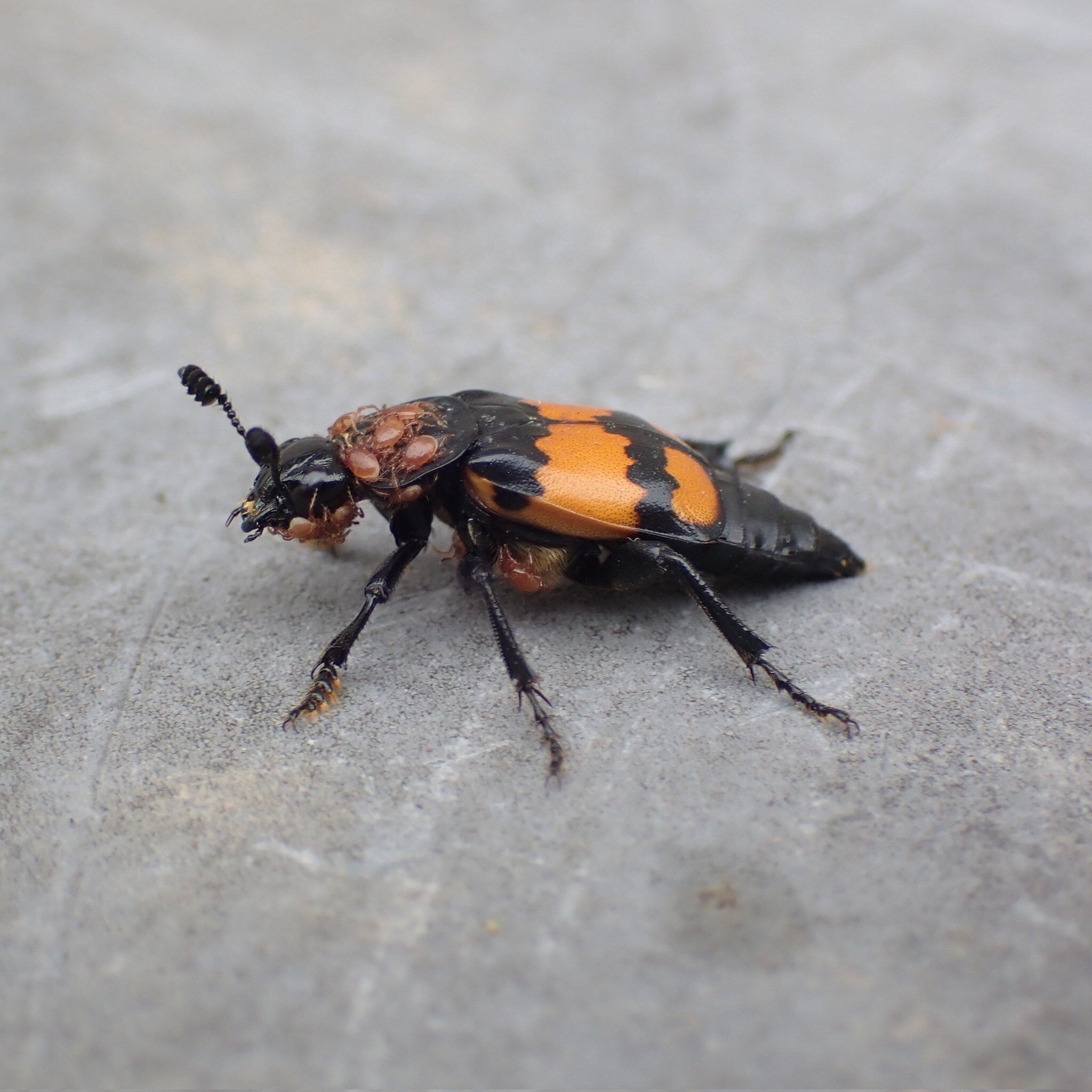 carrion beetle