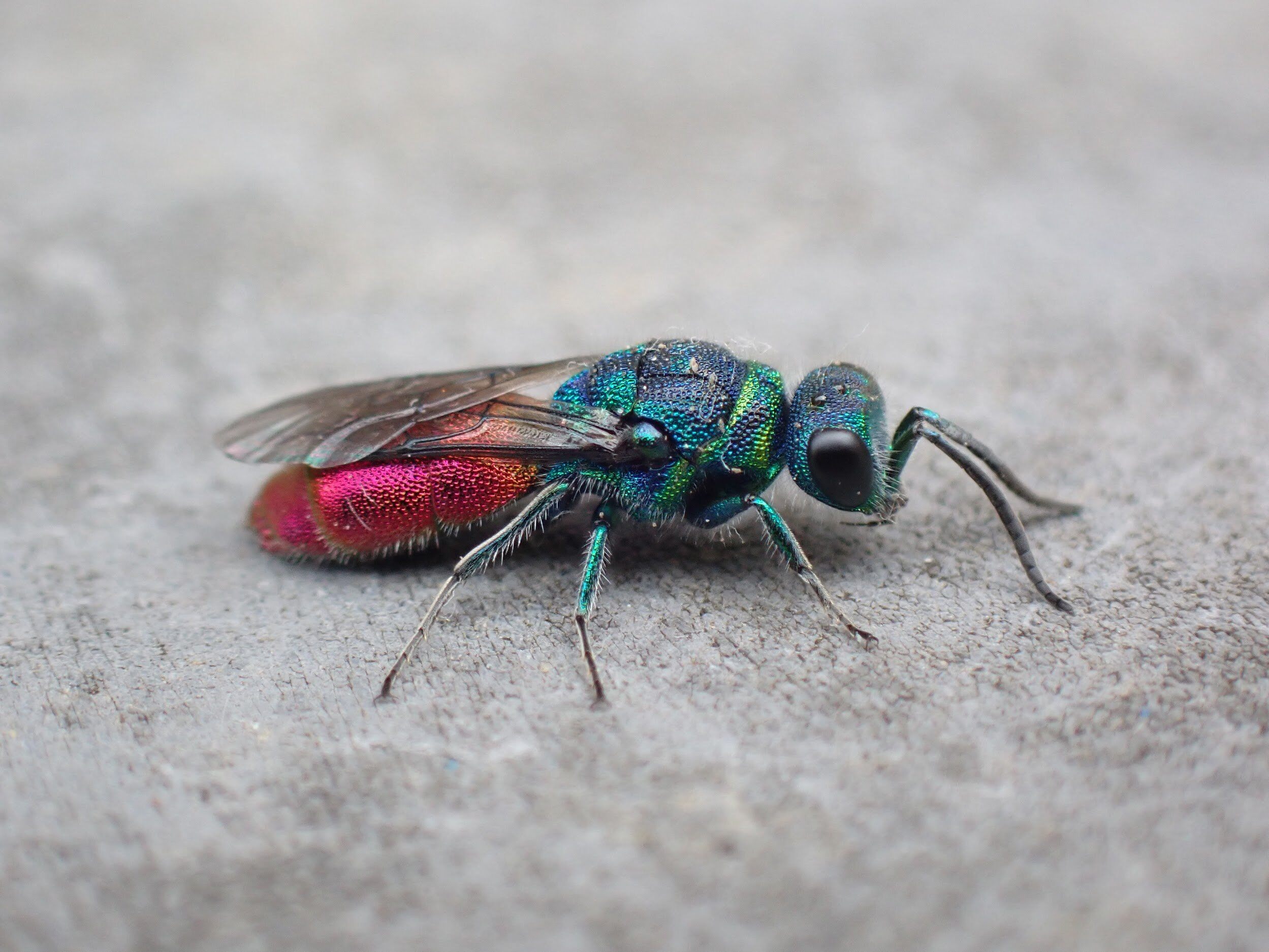 Chrysid Wasp