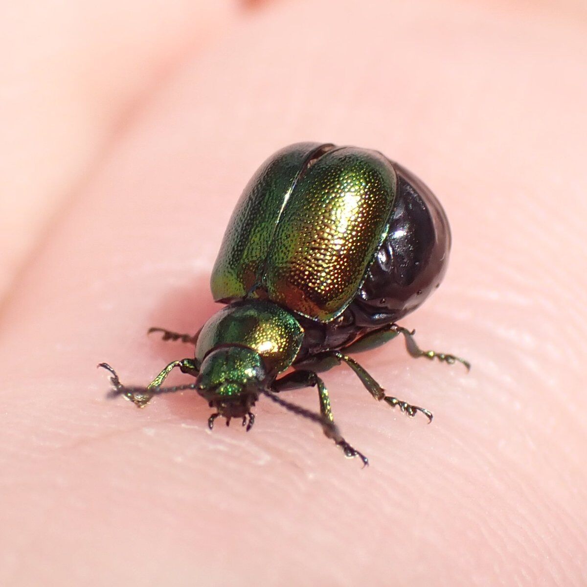 green dock beetle