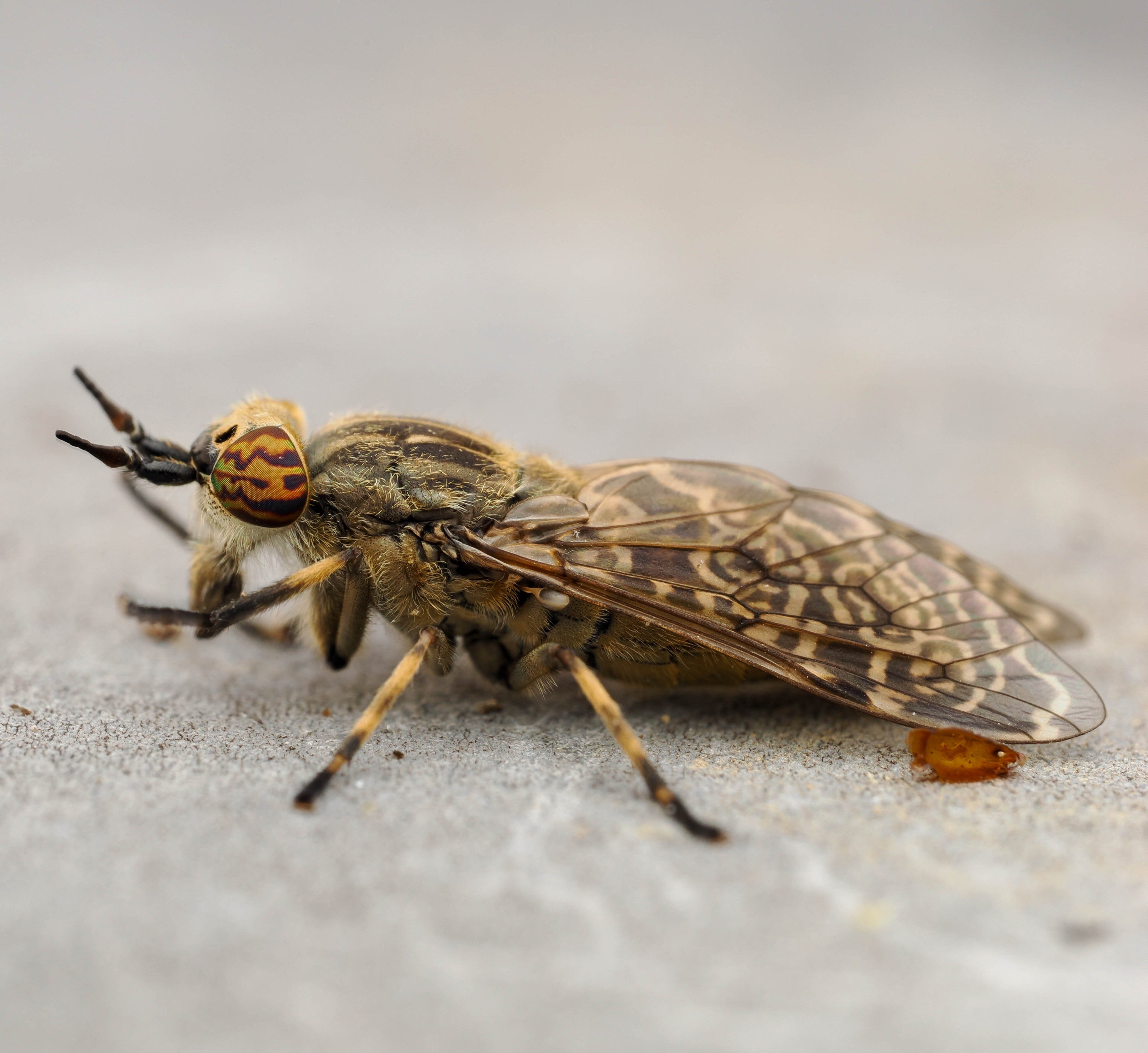 Horse Fly