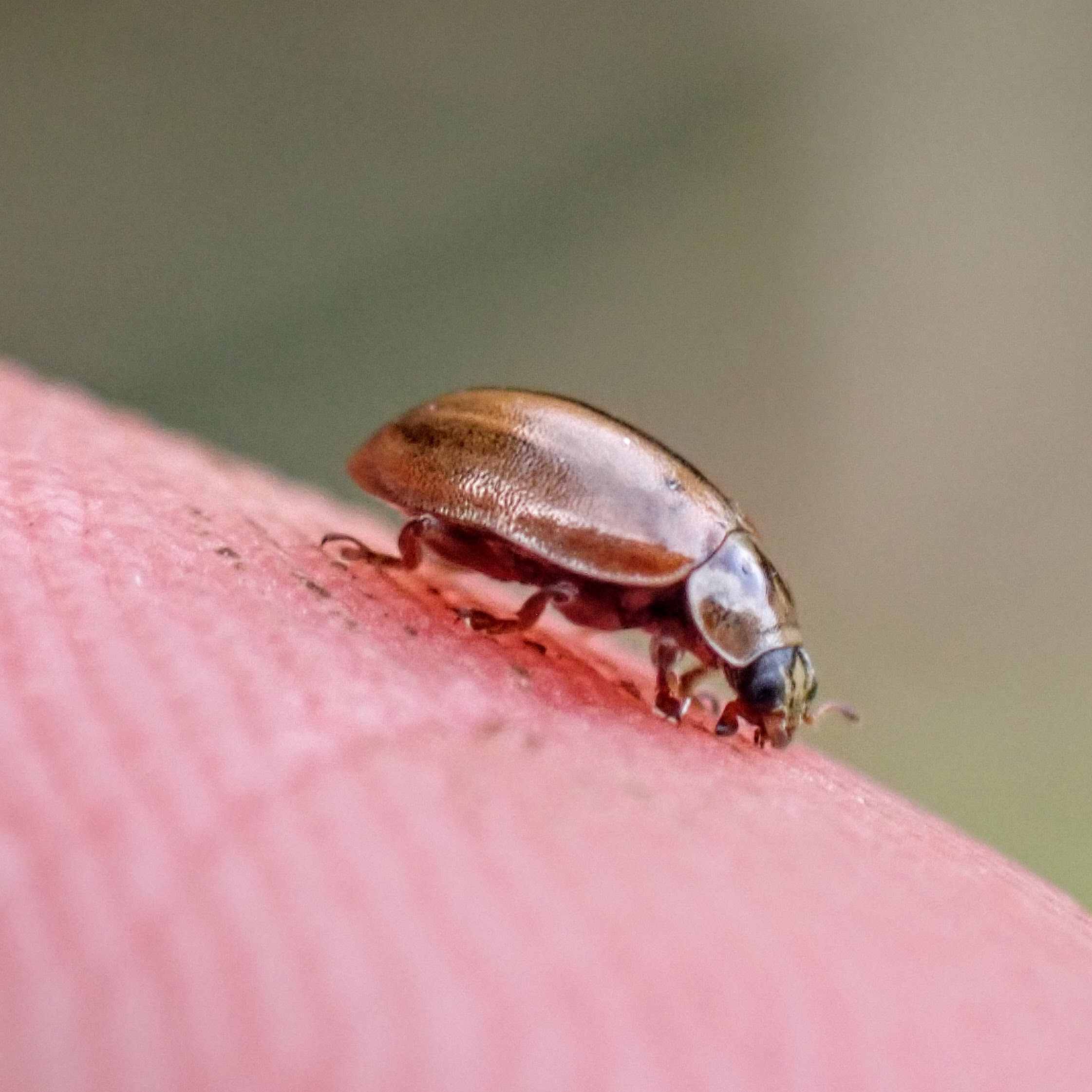 larch ladybird