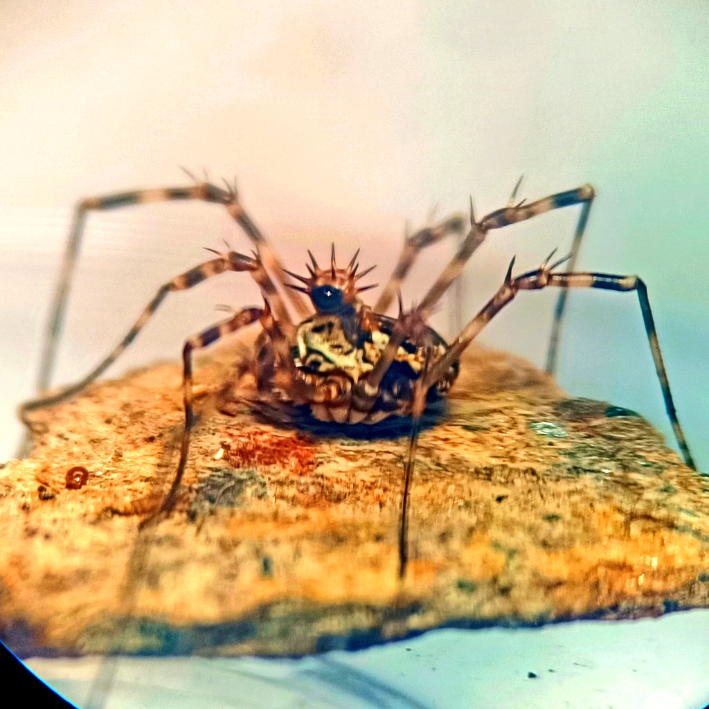 megabuns diadema harvestman