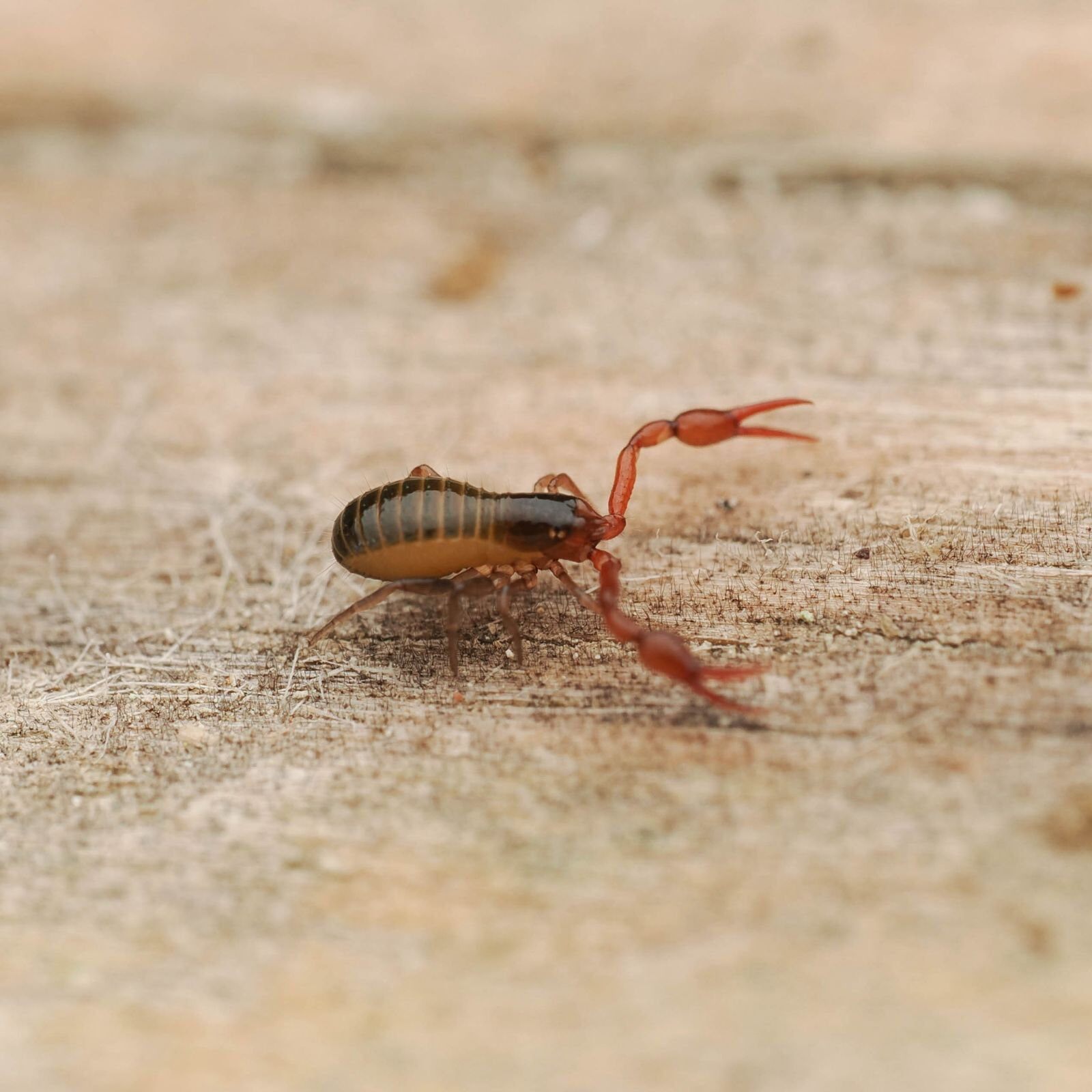 pseudoscorpion