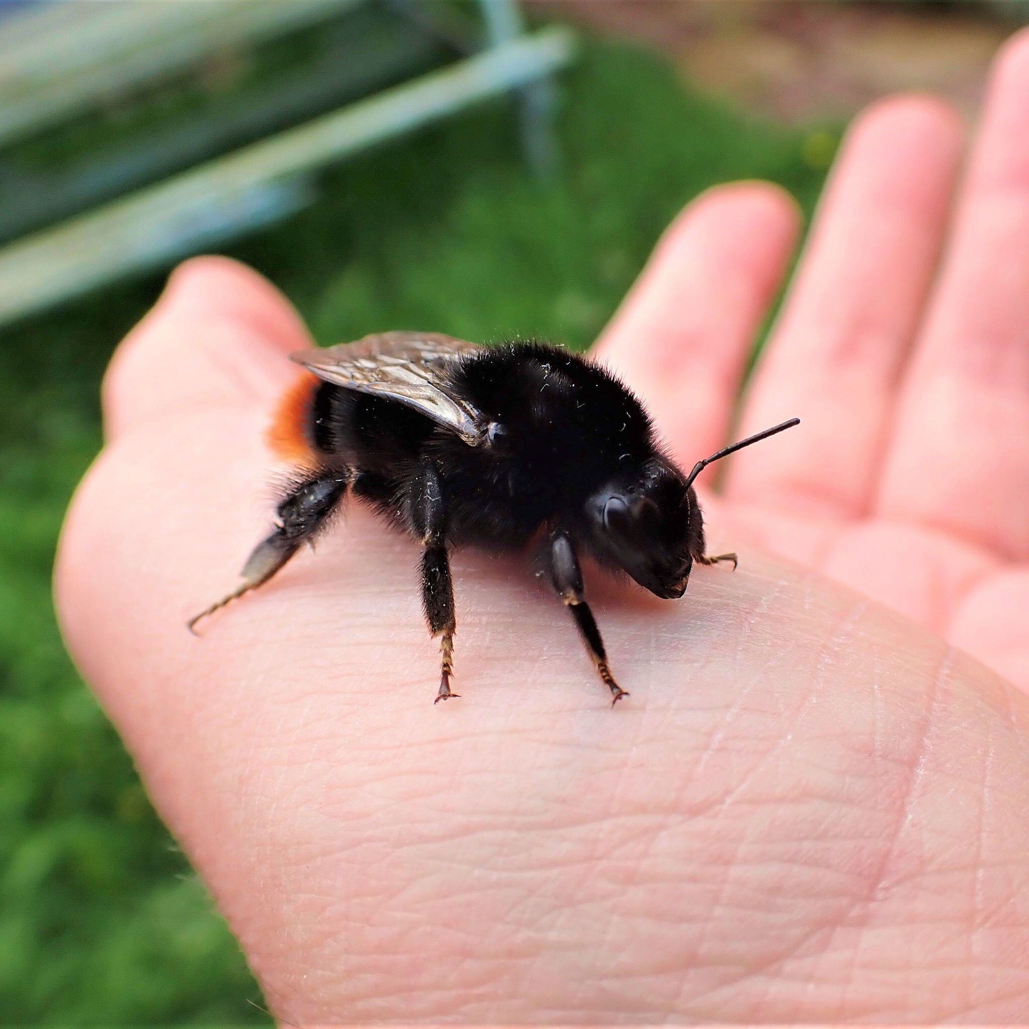 red tailed bumblebee