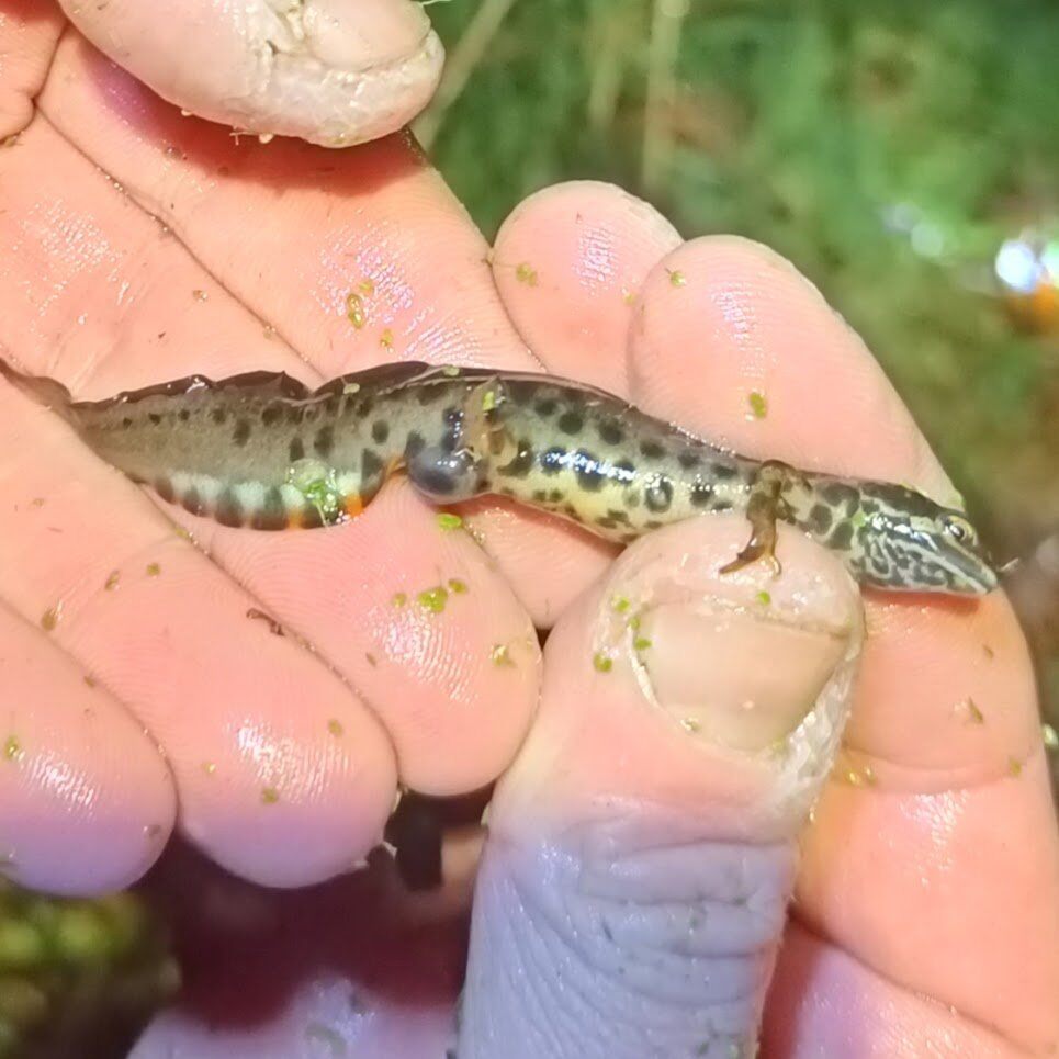 smooth newt