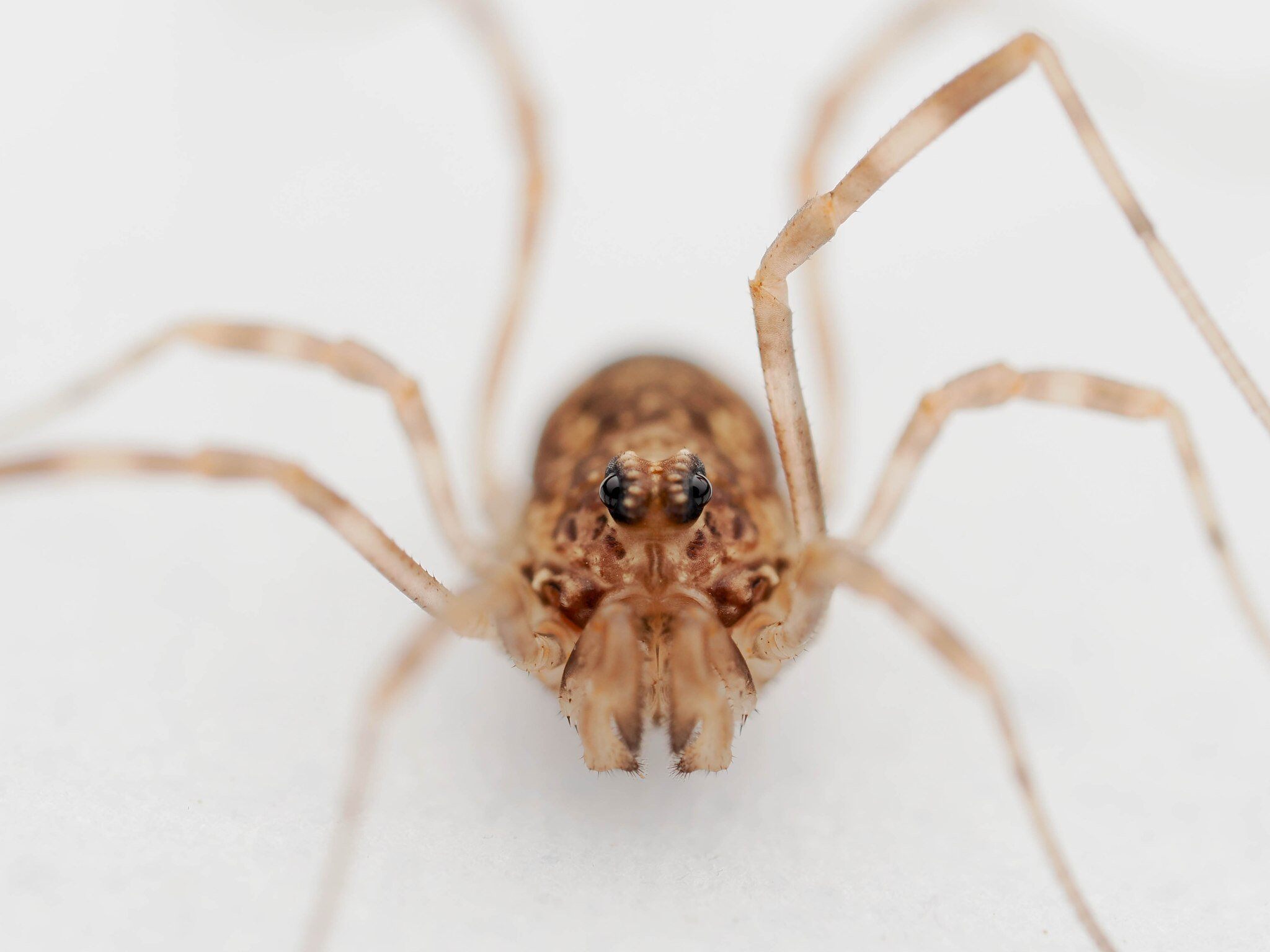 spring harvestman